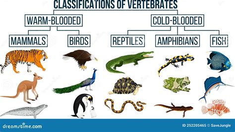Are fish reptiles birds and mammals classified as vertebrates or .